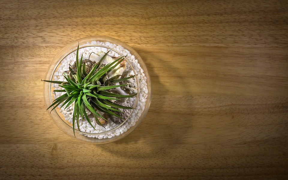 Air plant Best Plants for Office