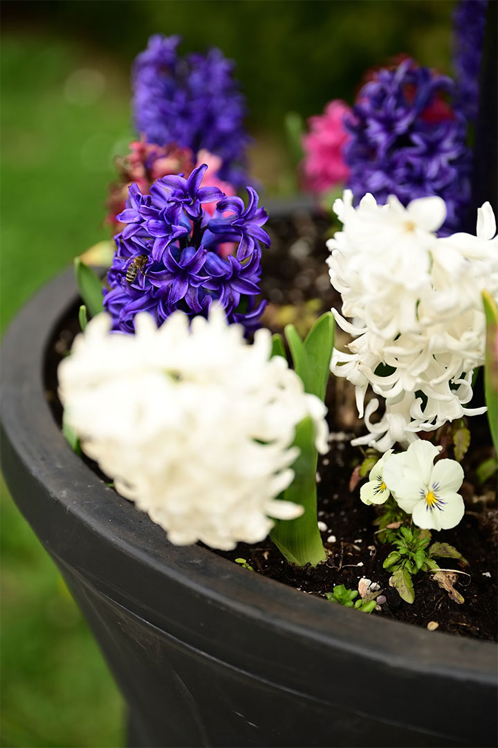 Spring flowers in outdoor planter.