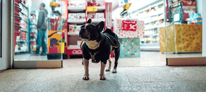 Dog in front of a pet store.